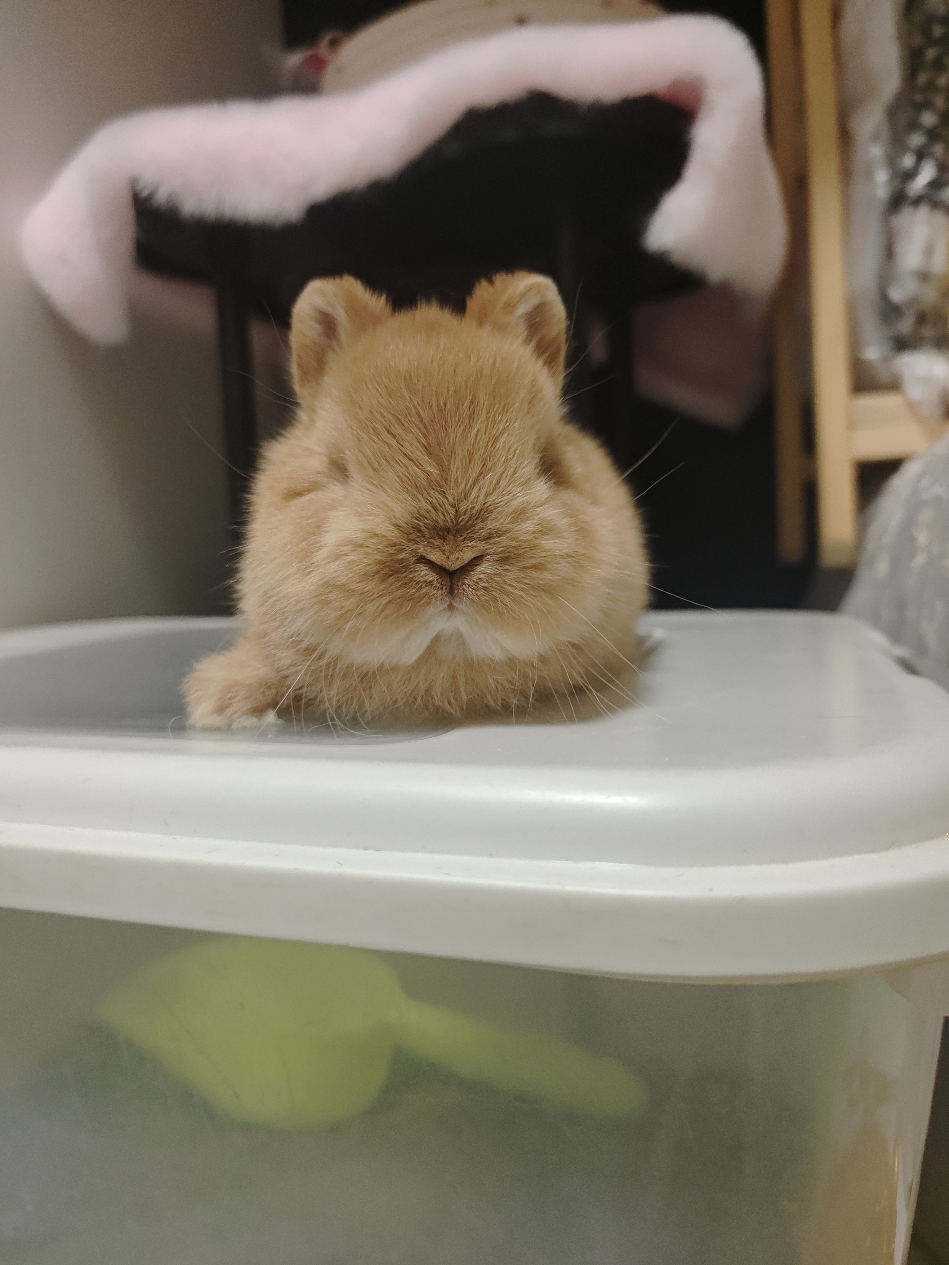 极品双血熊里熊气侏儒兔妹妹